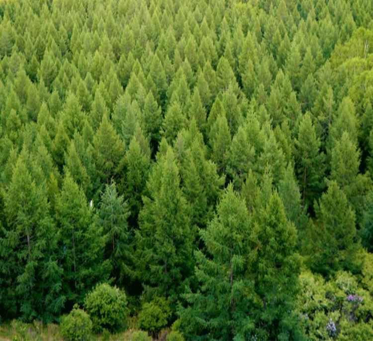 wood industry wood industry