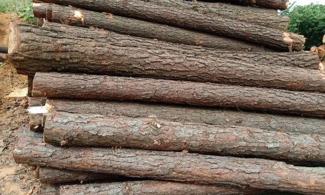 pine-wall-panel pine-wall-panel