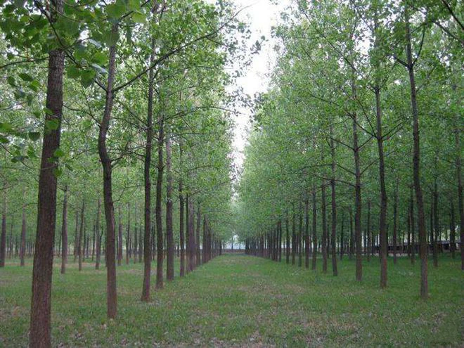 0 formaldehyde solid wood wall panel 0 formaldehyde solid wood wall panel