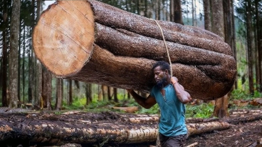 The Lightest Wood in the World: Balsa Wood