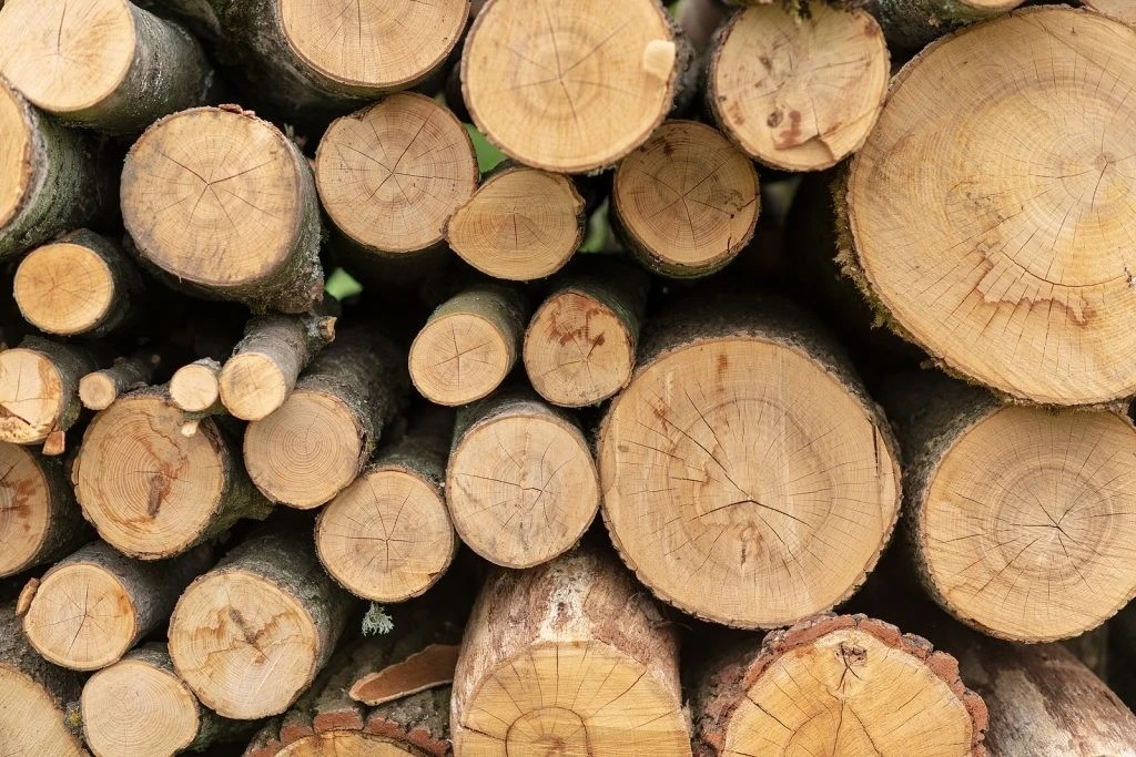 Oak Oak